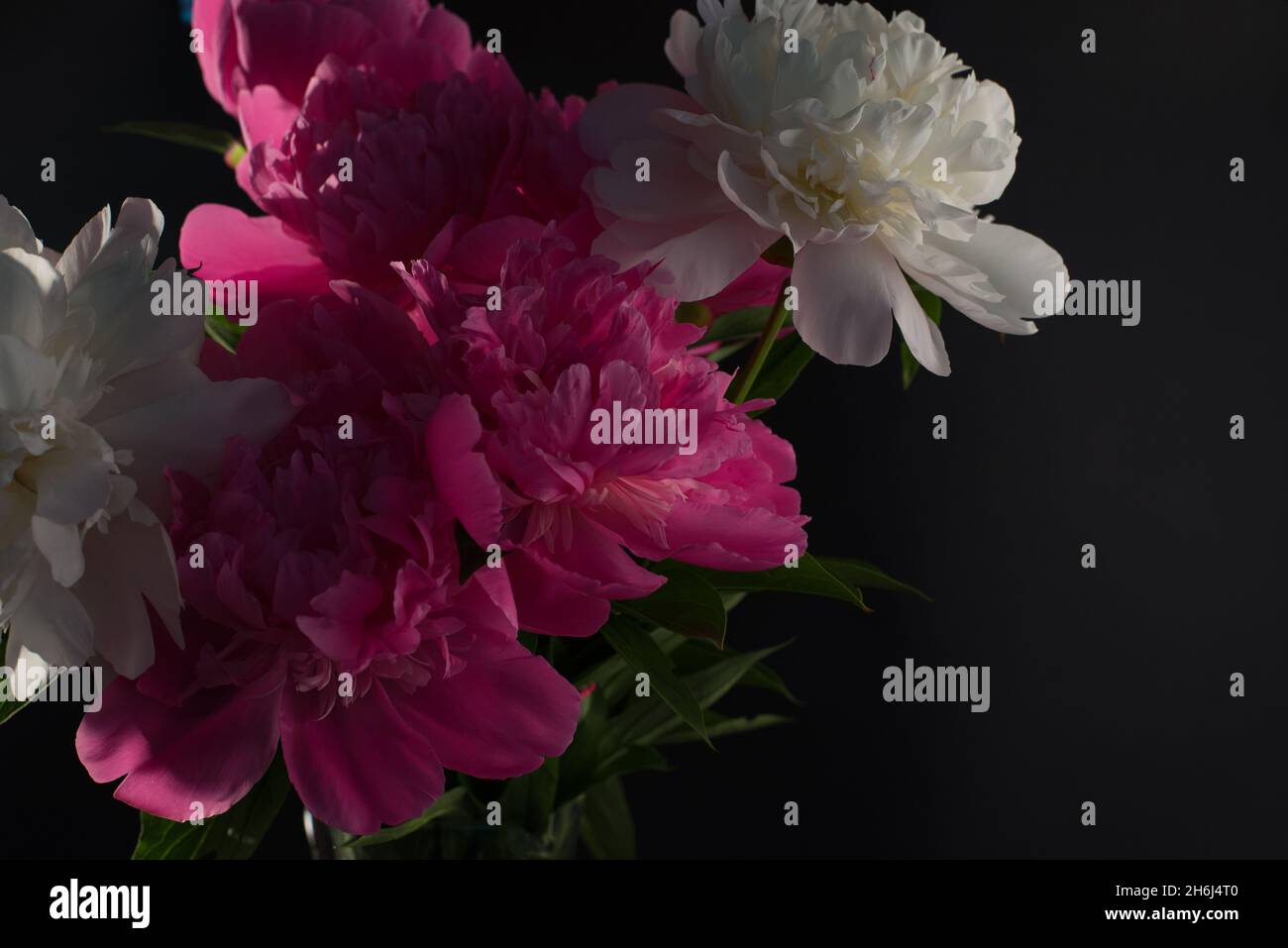 Beautiful bouquet of pink and white Peonies against a black background ...
