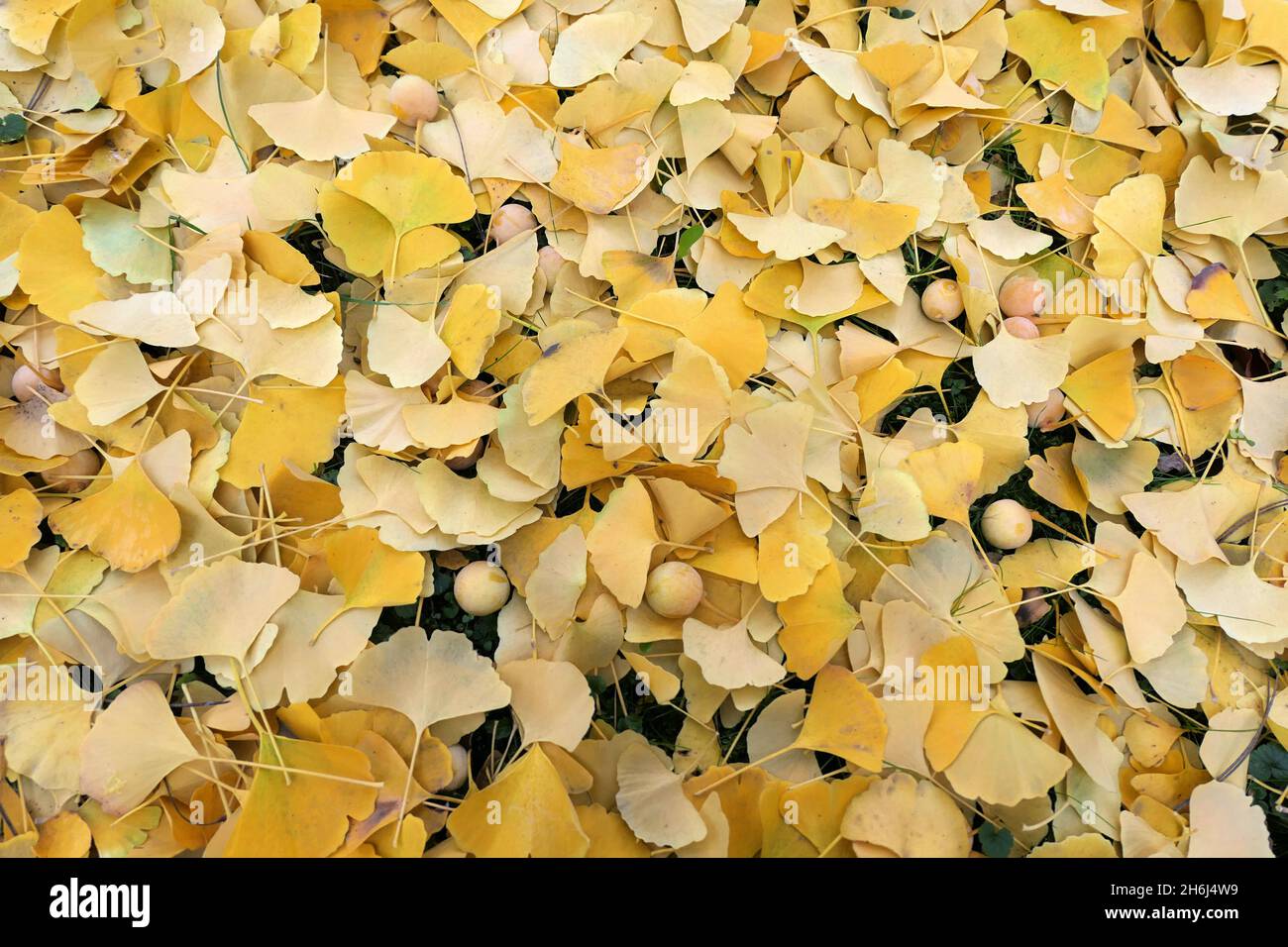Ginkgo biloba yellow autumn leaves and fruits background. Stock Photo