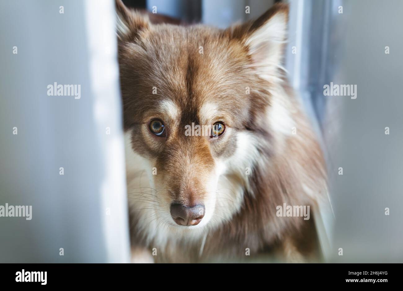 Closeup of a dog, hiding behind a curtain. Finnish lapphund. Stock Photo