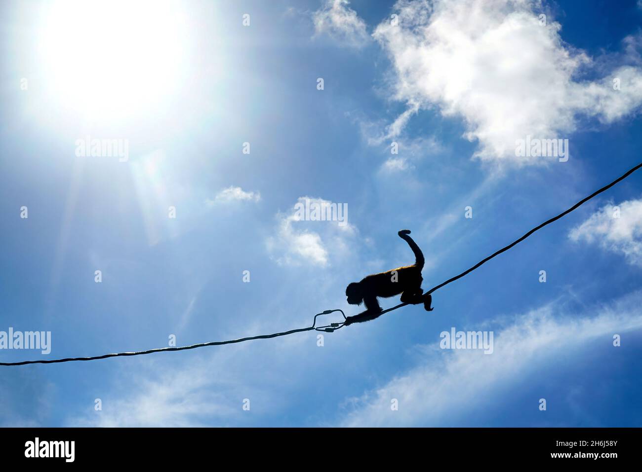 Monkey moving across the wires of the power line in Costa Rica. Wildlife electrocutions problem. Stock Photo