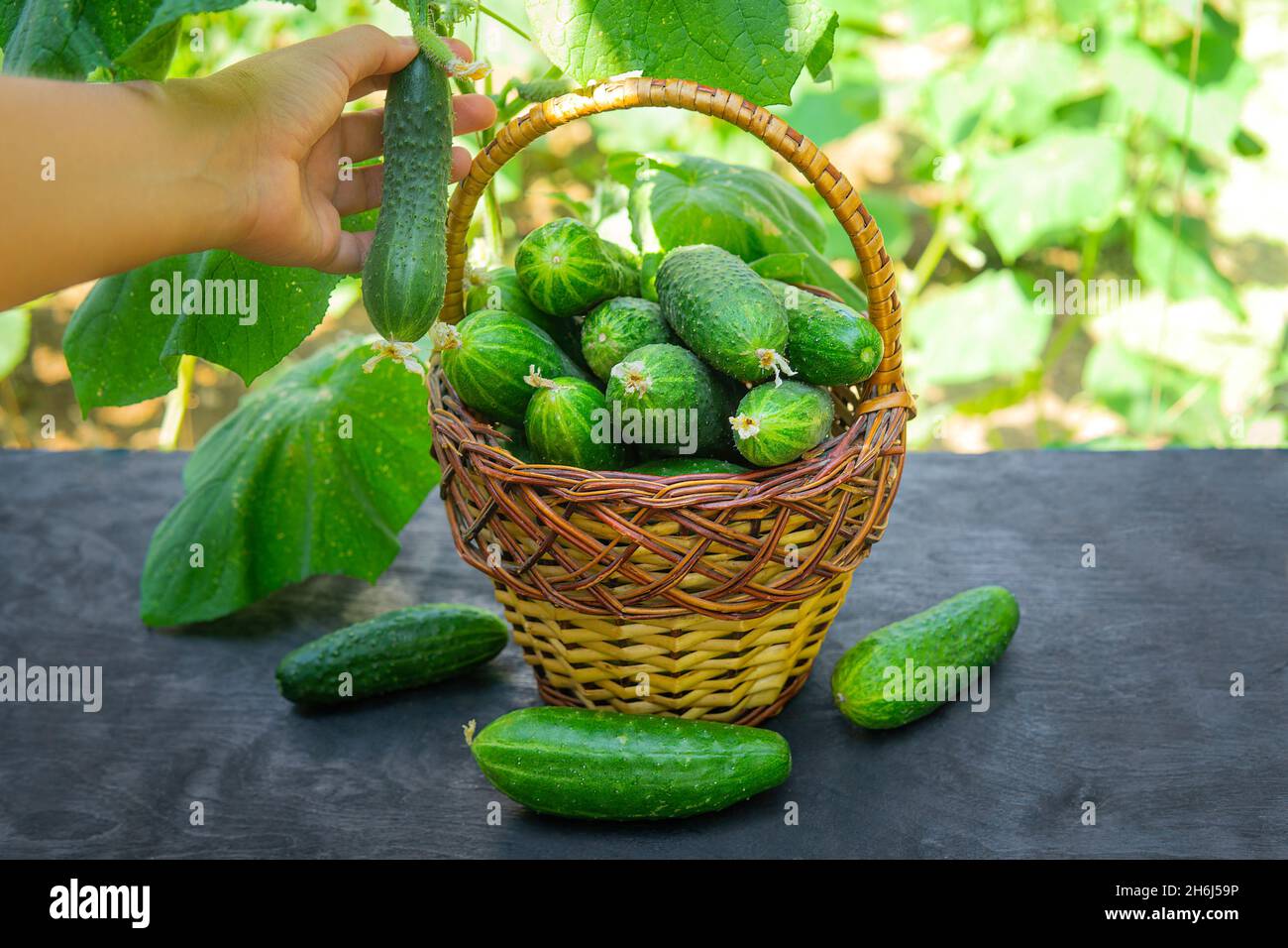 Female hand holding a ripe cucumber on the vine close to a wicker basket full of freshly picked fruits. Organic farming at home. Stock Photo