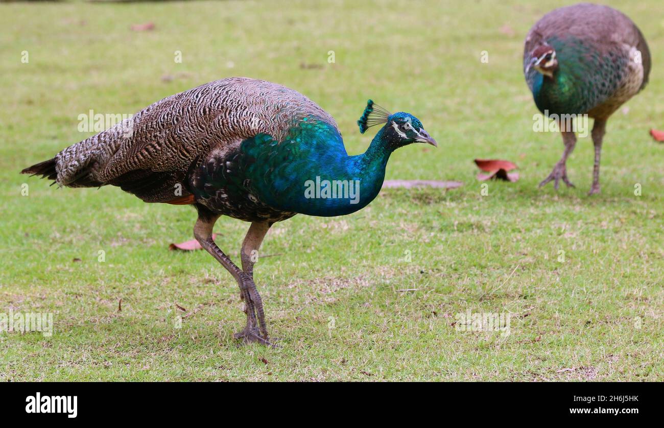Indian peafowls in a park in Singapore Stock Photo