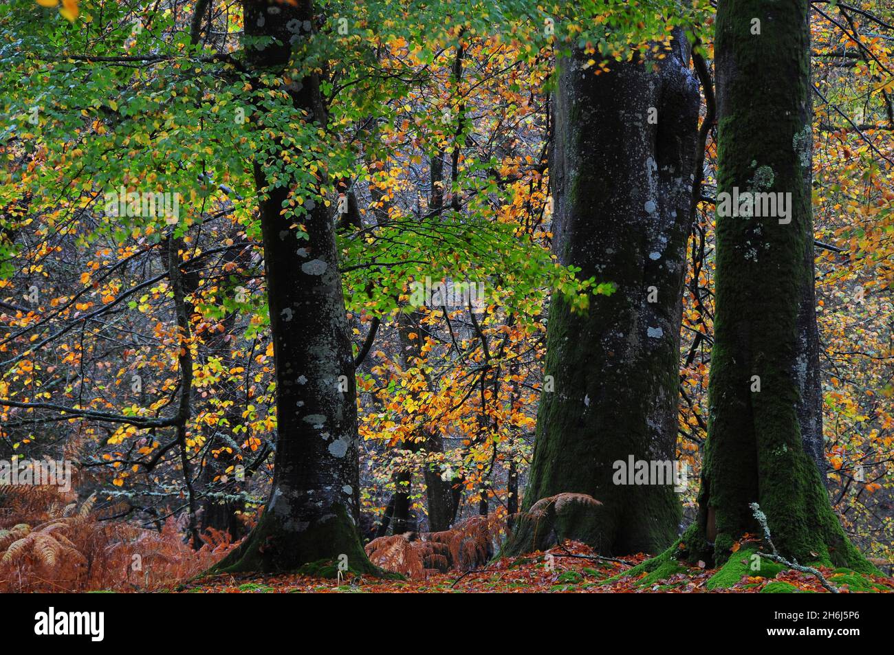 Beech trees in autumn, New Forest Stock Photo