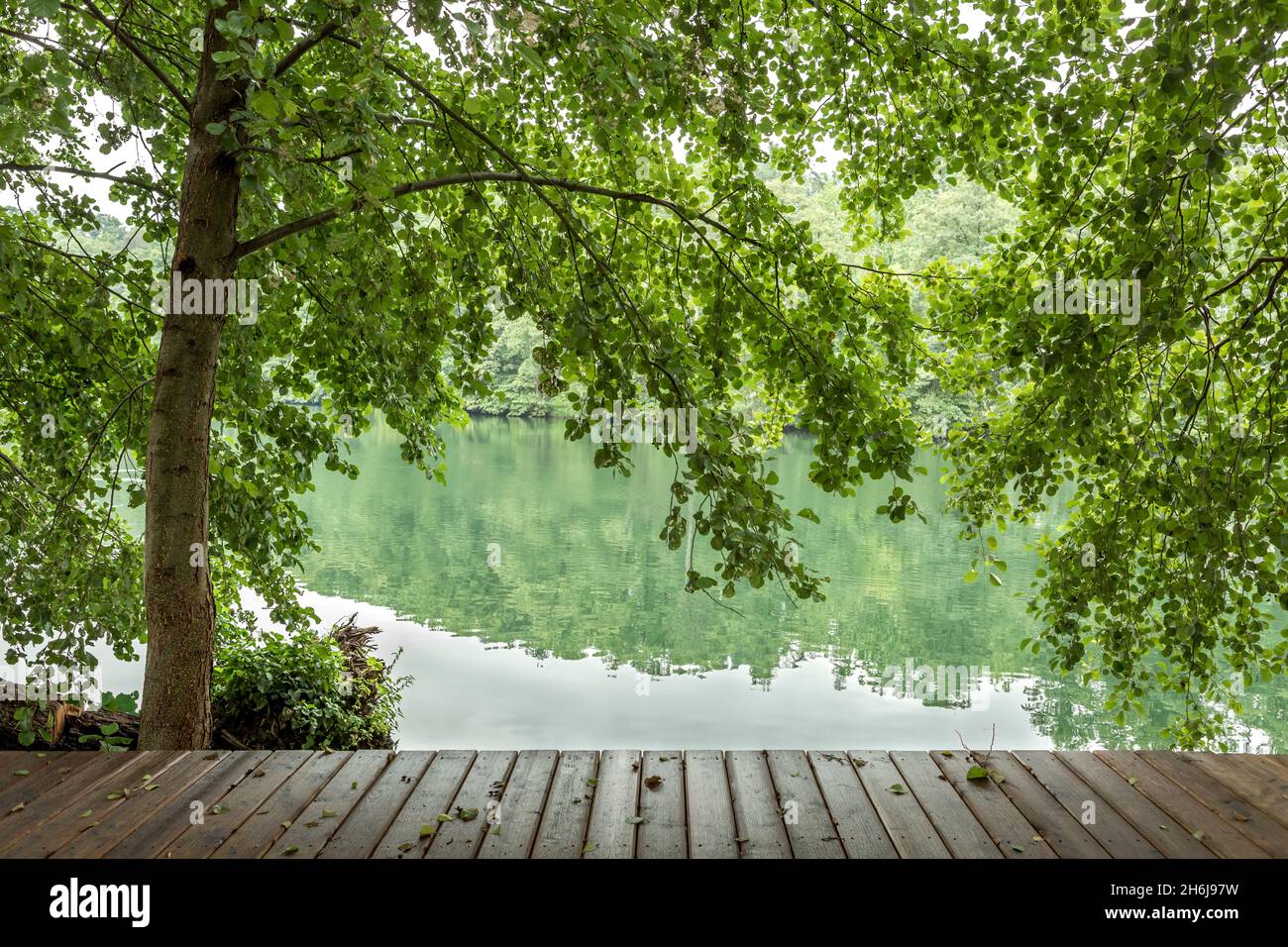 Tree over wooden bridge by a lake Stock Photo