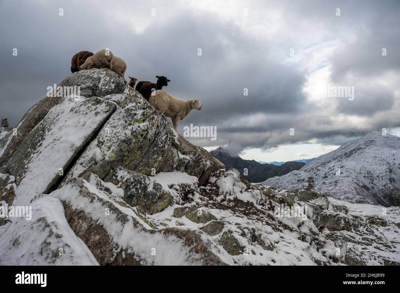 herd of sheep in the swiss alps standing on top of a rock Stock Photo ...
