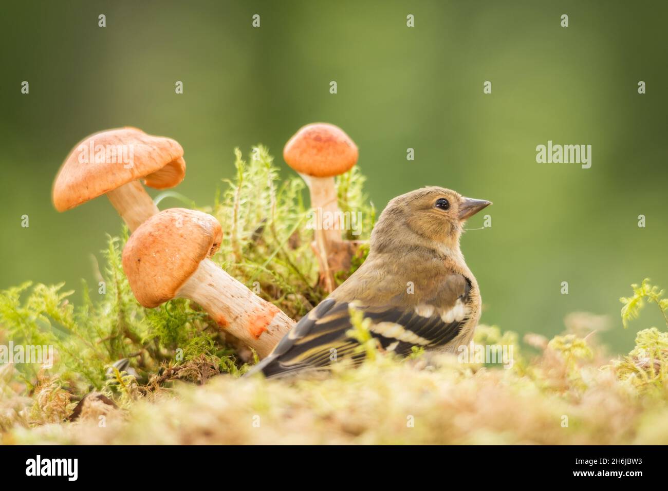 young bullfinch standing with mushrooms Stock Photo