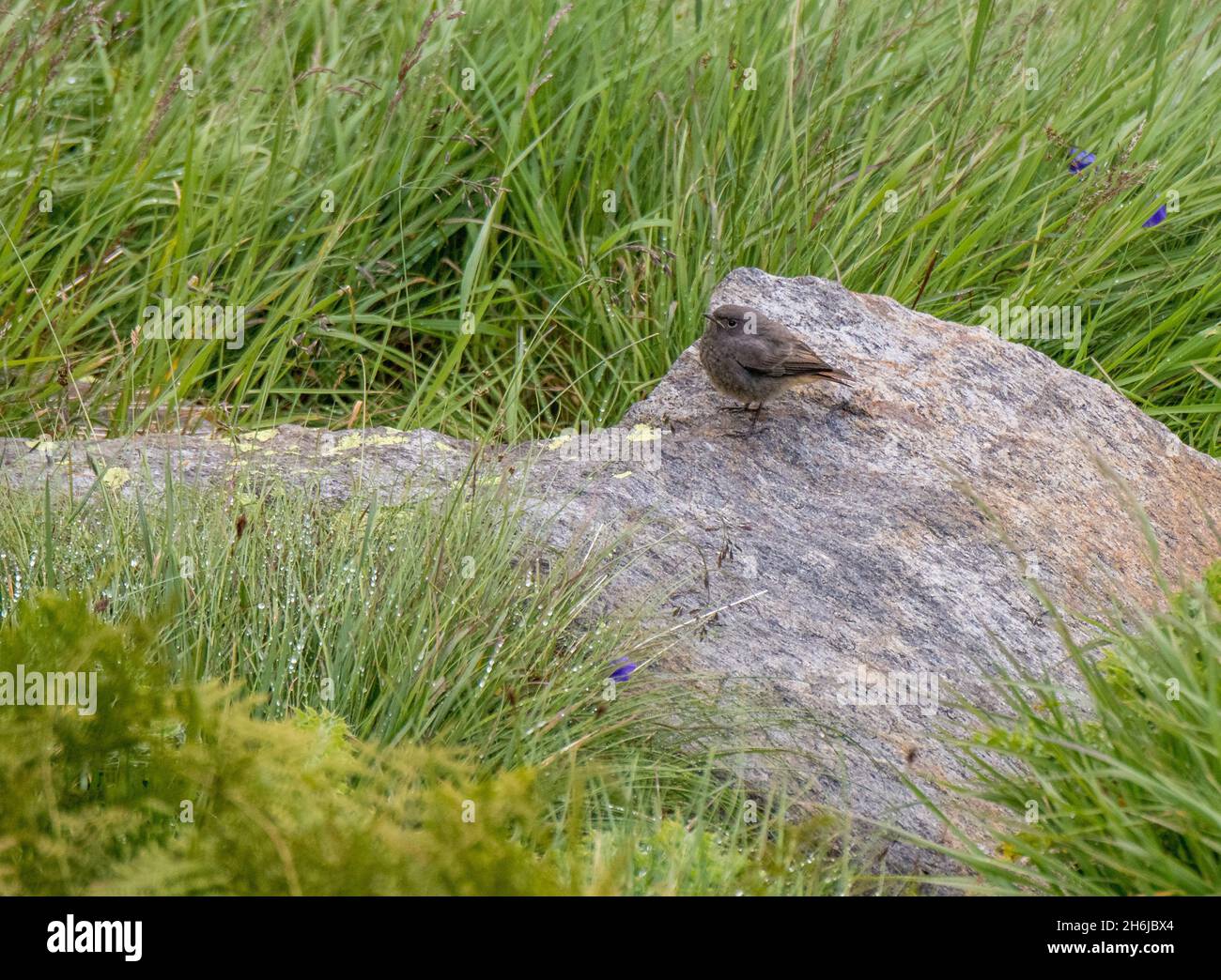 Alpine marmot (Marmota marmota) in Val Piora Stock Photo