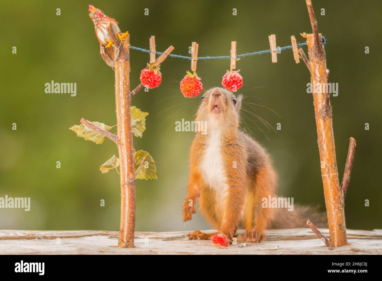red squirrel standing with a wire with raspberries Stock Photo Alamy