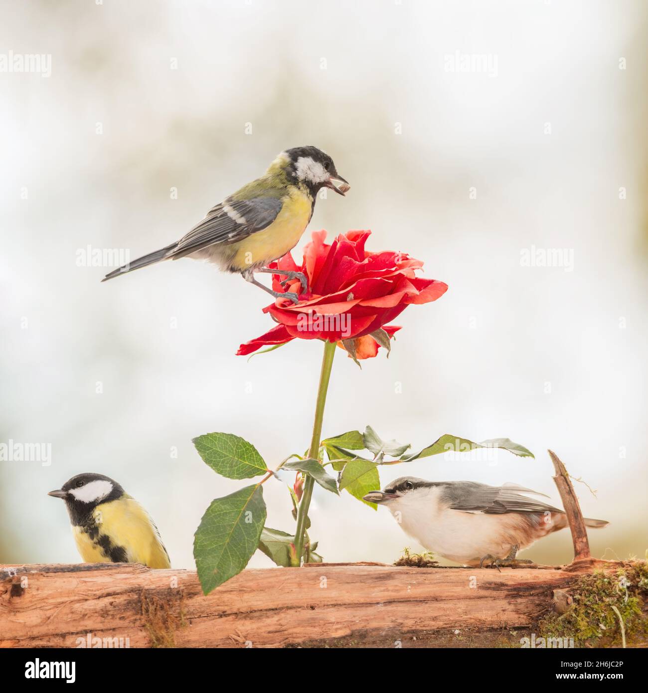 great tit and nuthatch are standing with a rose Stock Photo - Alamy