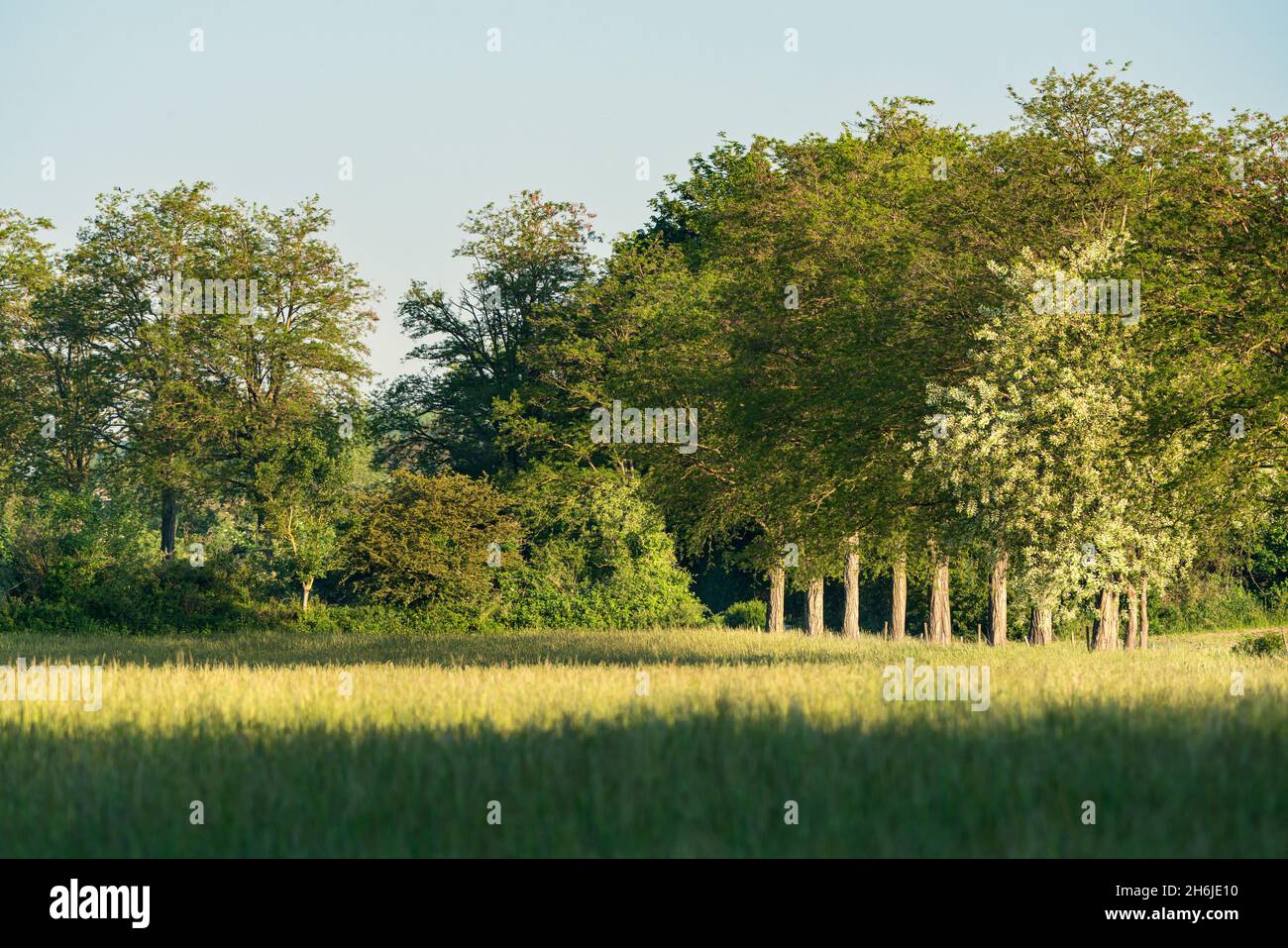 Field's edge with trees in the morning sun. A summer scene Stock Photo ...