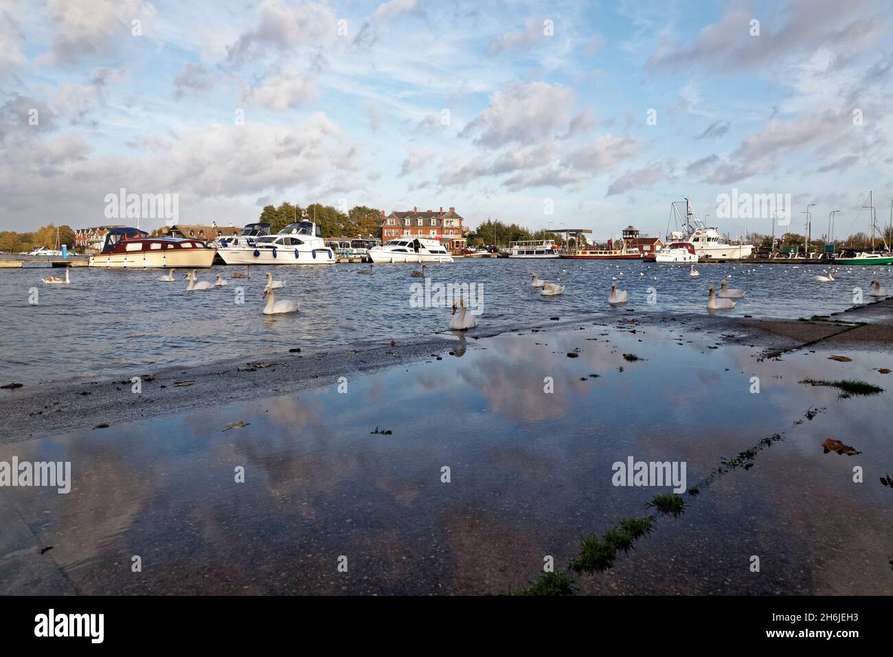 Oulton broad, Swans enjoying the high water with moored boats and the wherry hotel in the background, Stock Photo