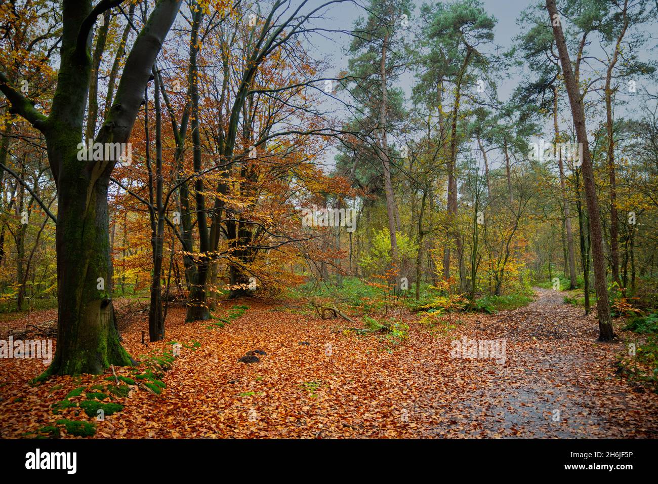 forest with all kind of colors in autumn Stock Photo - Alamy