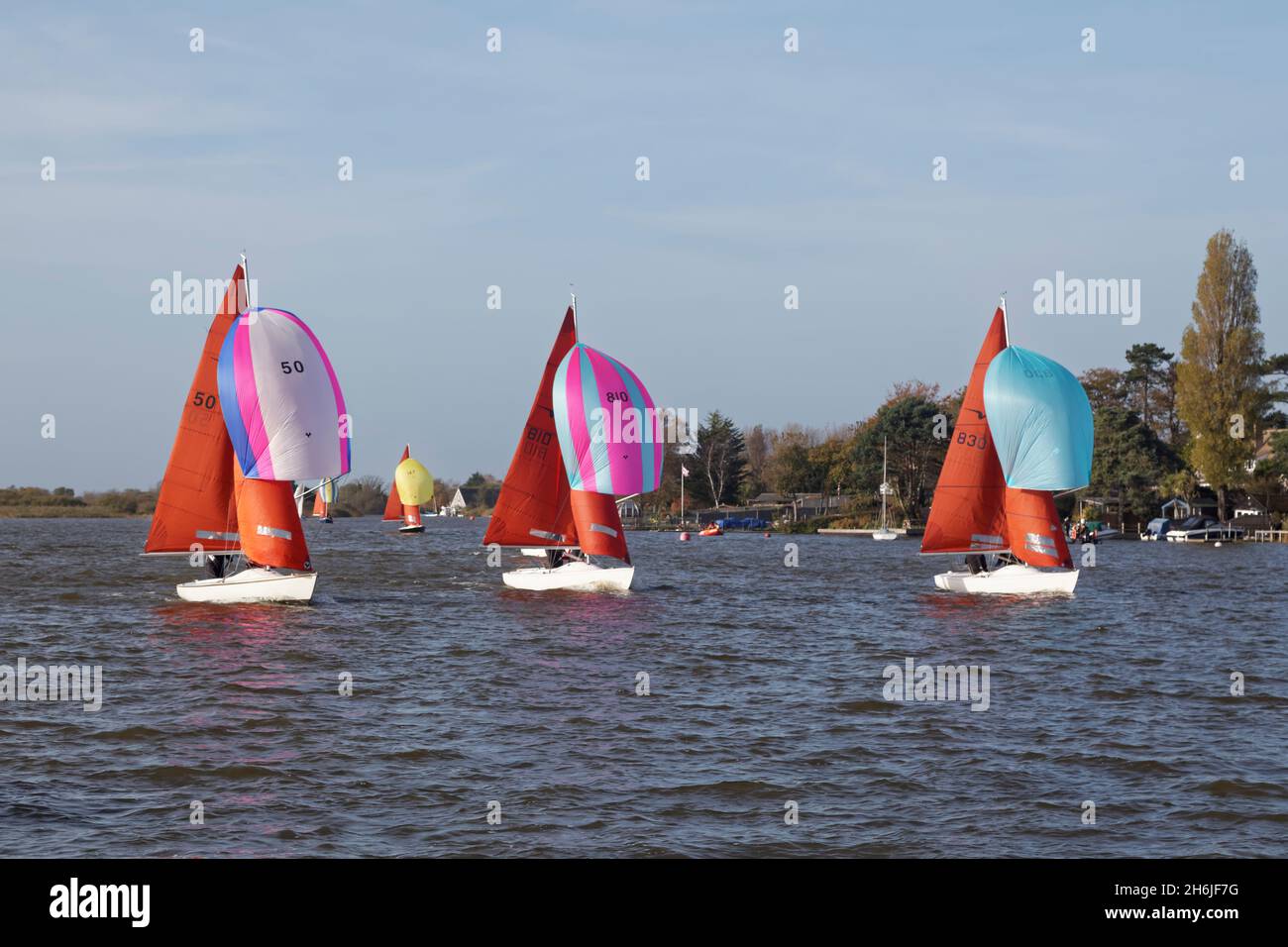 Sailing dinghy,s racing on Oulton broad with spinnaker sails out. Stock Photo