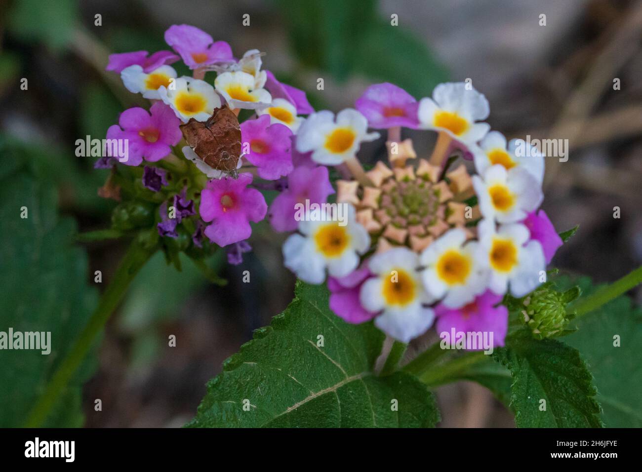 figleaf forgot password figleaf forgot password