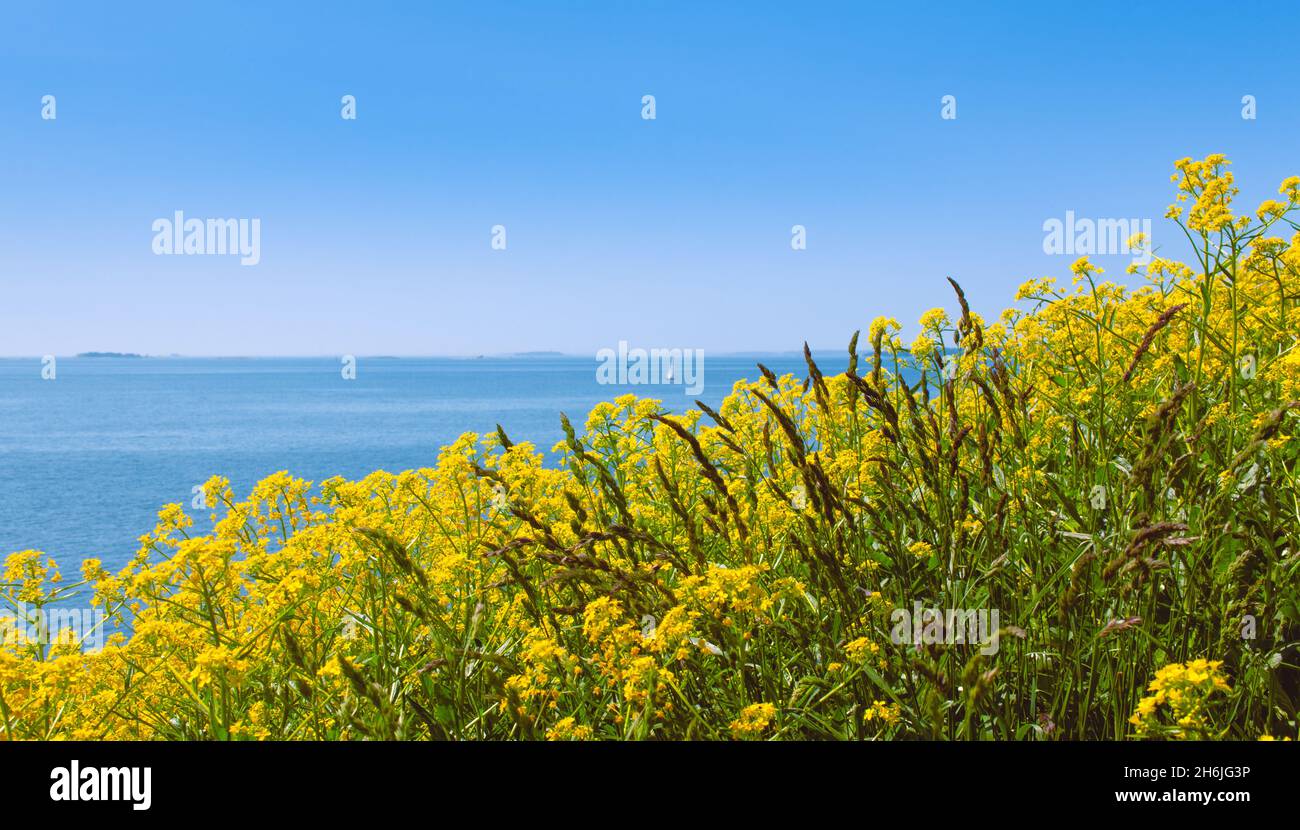 Field of yellow wild flowers on an island, up on a cliff. Blue sky and the sea in the background. Suomenlinna, Helsinki, Finland. Stock Photo
