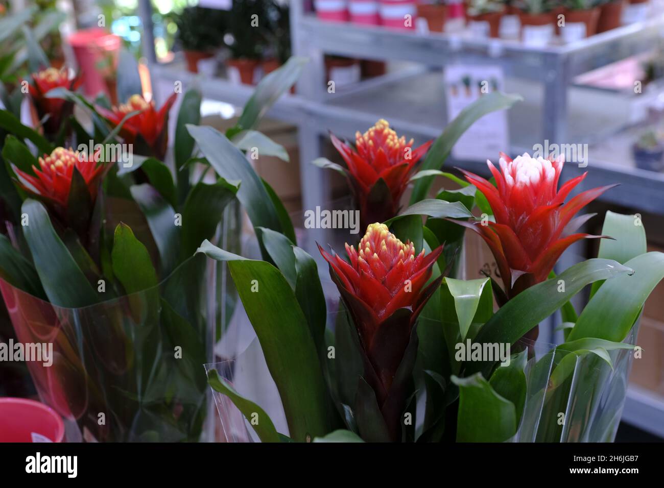Bromelia Guzmania, flower with red petals and green leaves. Family Bromeliaceae. Sale in store Stock Photo