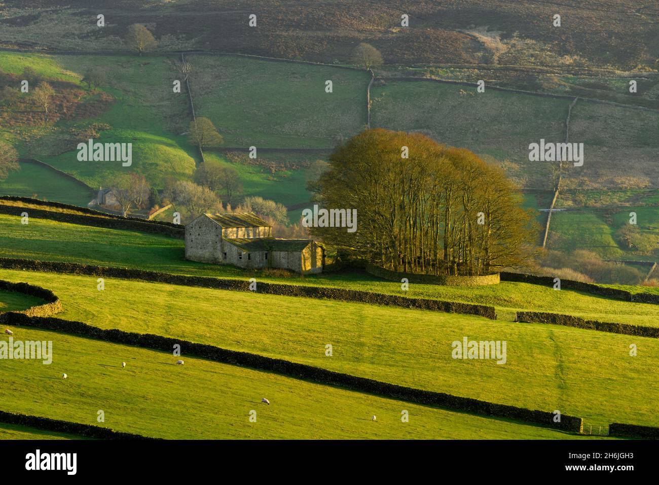 Beautiful scenic hilly farmland (sunlit hill & hillsides, group of hilltop trees, isolated farm buildings, uplands) - Yorkshire Dales, England, UK. Stock Photo