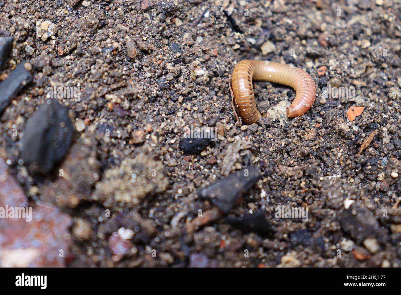 Small earthworm soil garden hi-res stock photography and images - Alamy