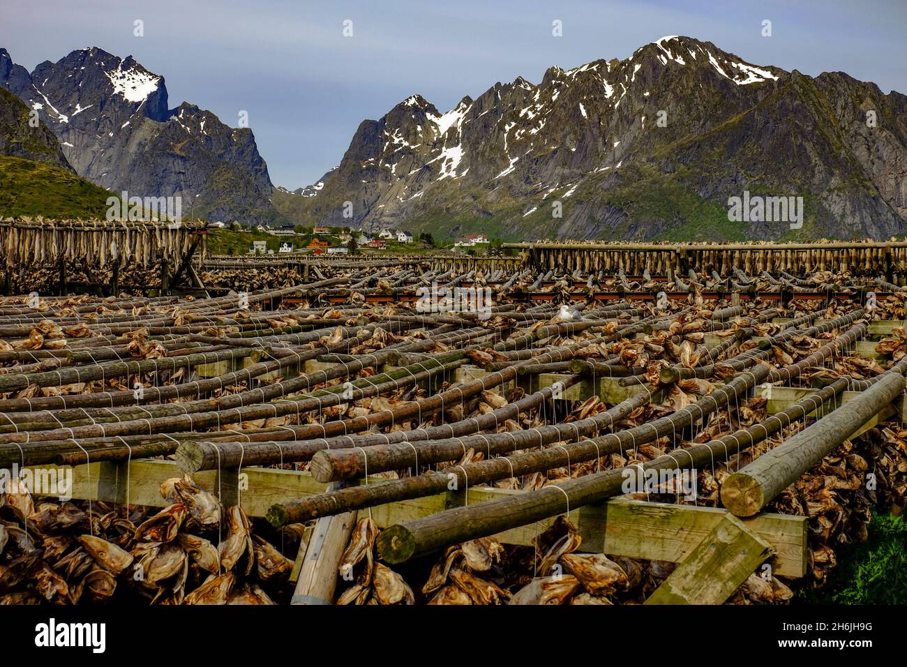 Cod fish hang drying on racks all over the village of Reine, Lofoten Islands, Nordland, Norway, Scandinavia, Europe Stock Photo