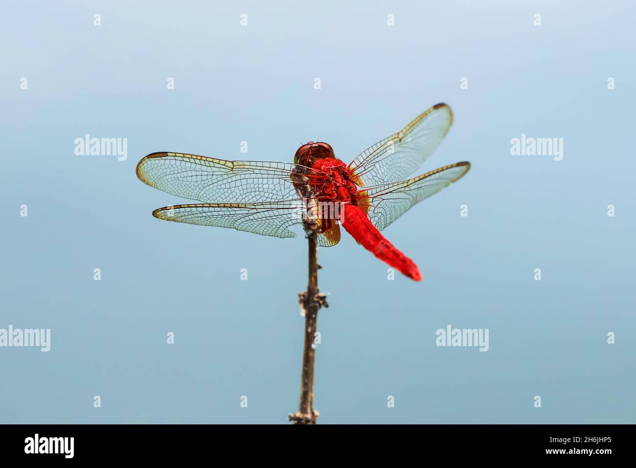 Scarlet Basker dragonfly (Urothemis signata) by fish pond, Rammang-Rammang, Maros, South Sulawesi, Indonesia, Southeast Asia, Asia Stock Photo