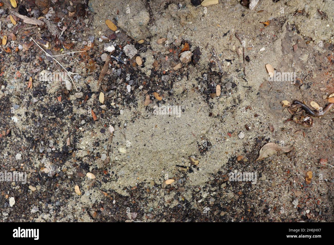 Top view of soil, containing sand, earth, small leaves, small stones and a dead worm, textured background. Stock Photo