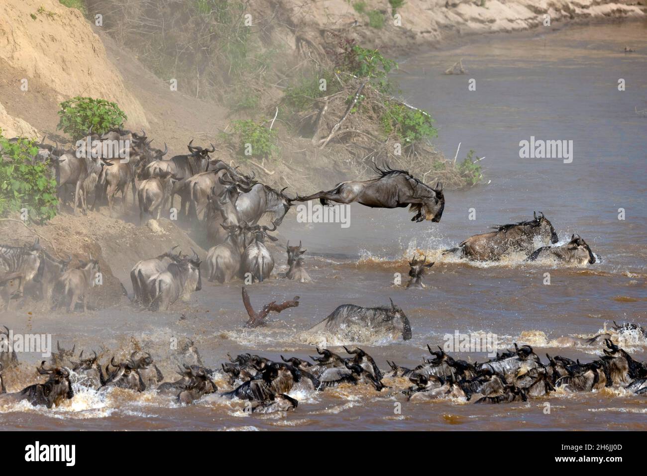 Migratory blue wildebeest (Connochaetes taurinus) crossing the Mara River, Masai Mara National Reserve, Kenya, East Africa, Africa Stock Photo
