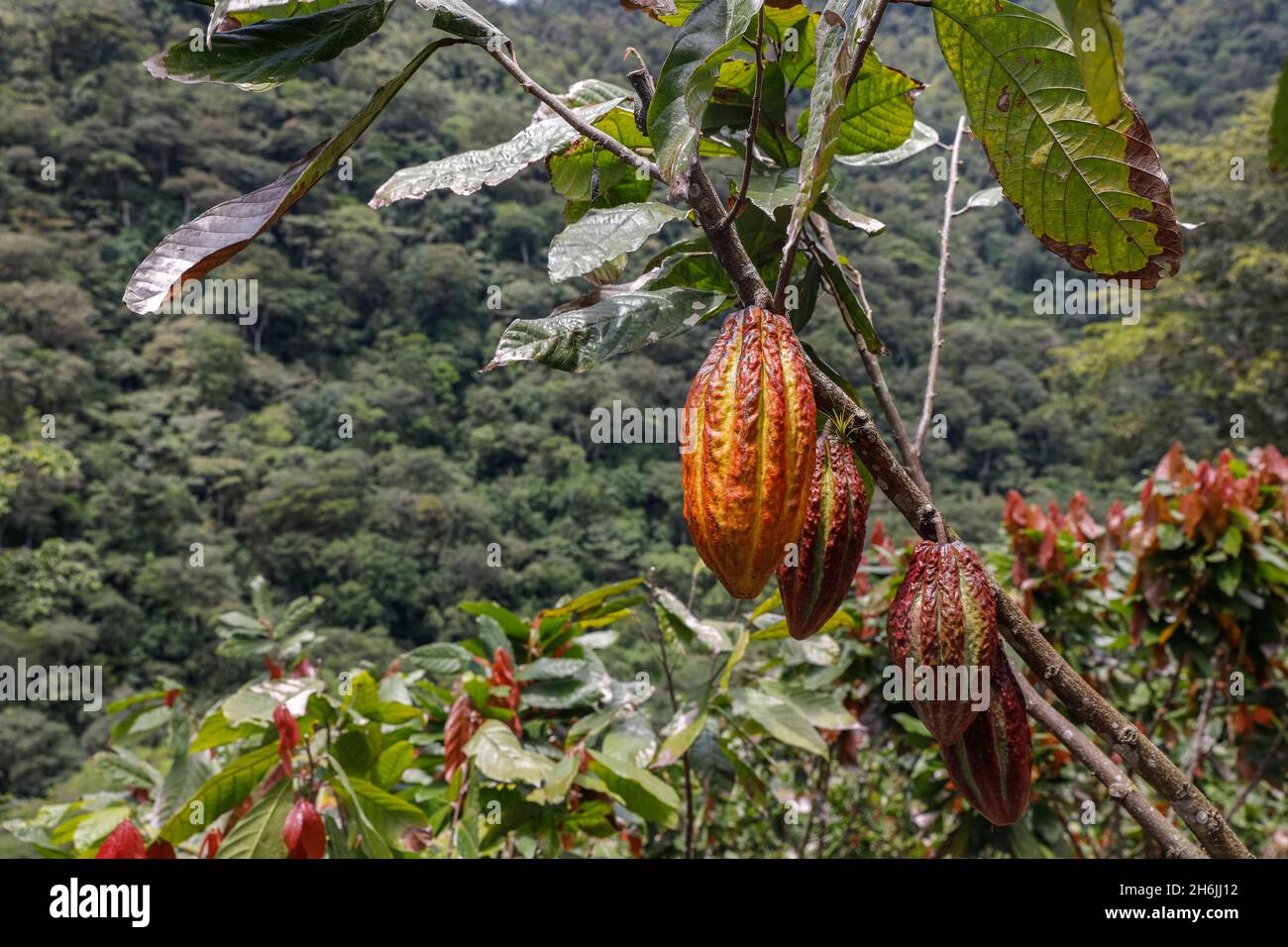 Cocoa plantation in Intag valley, Ecuador, South America Stock Photo