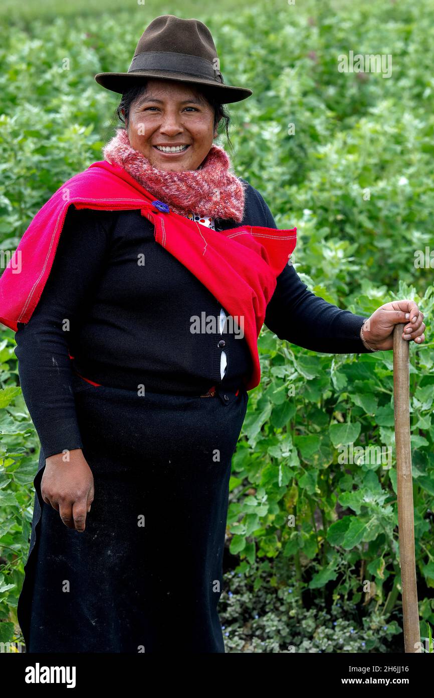 Indigenous woman in a quinoa field in San Jose de Tanquis, Ecuador, South America Stock Photo
