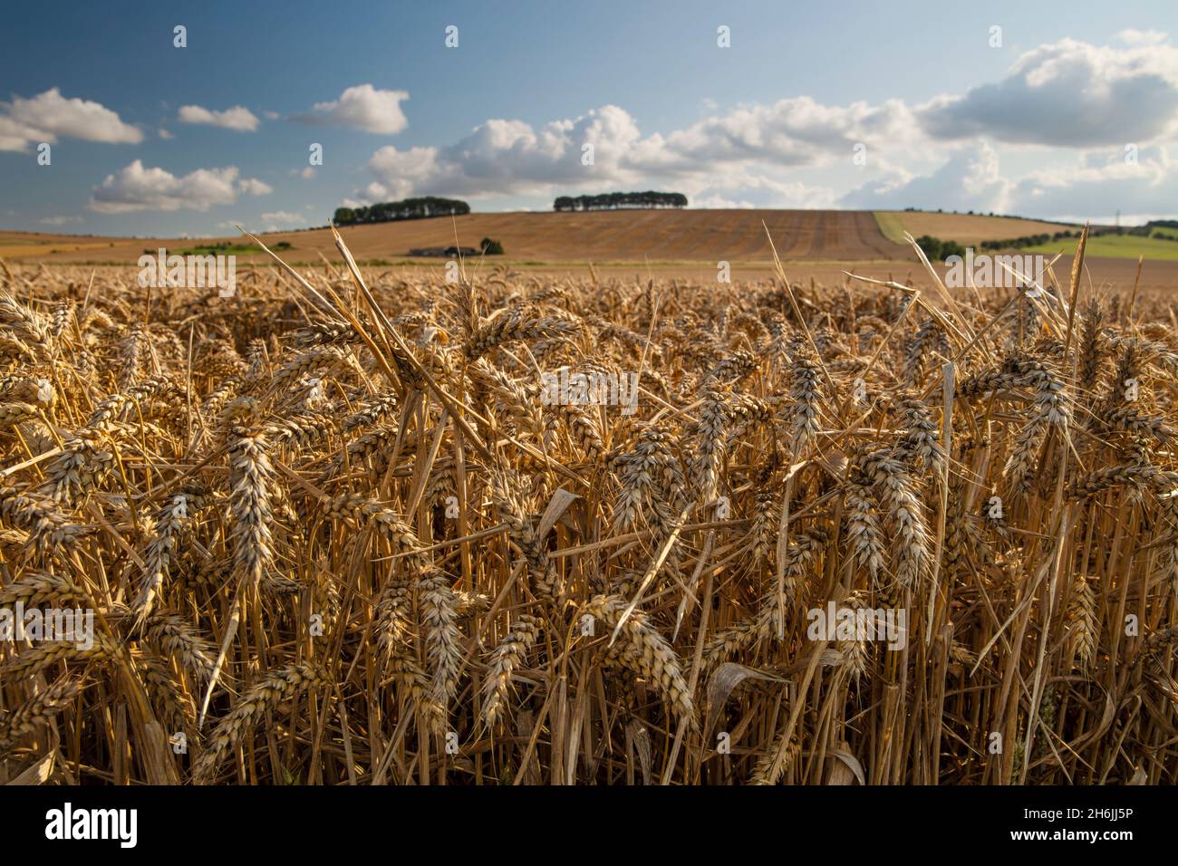 Golden wheatfield below Hackpen Hill, near Wantage, Oxfordshire, England, United Kingdom, Europe Stock Photo