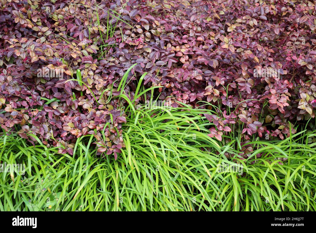 Beautiful view of a garden full of purple joyweeds (Alternanthera) Stock Photo