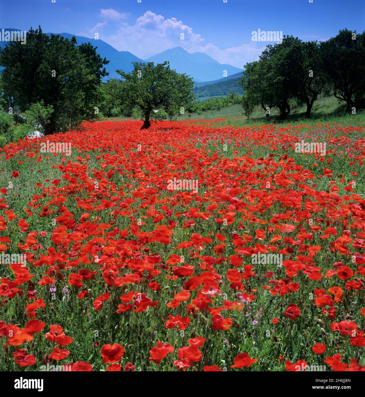 Red poppies growing in the Umbrian countryside, Umbria, Italy, Europe Stock Photo