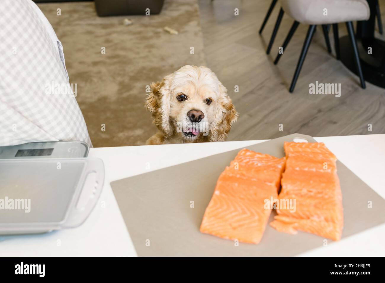 The dog stares at the delicious salmon fillet on the table in the kitchen. Stock Photo