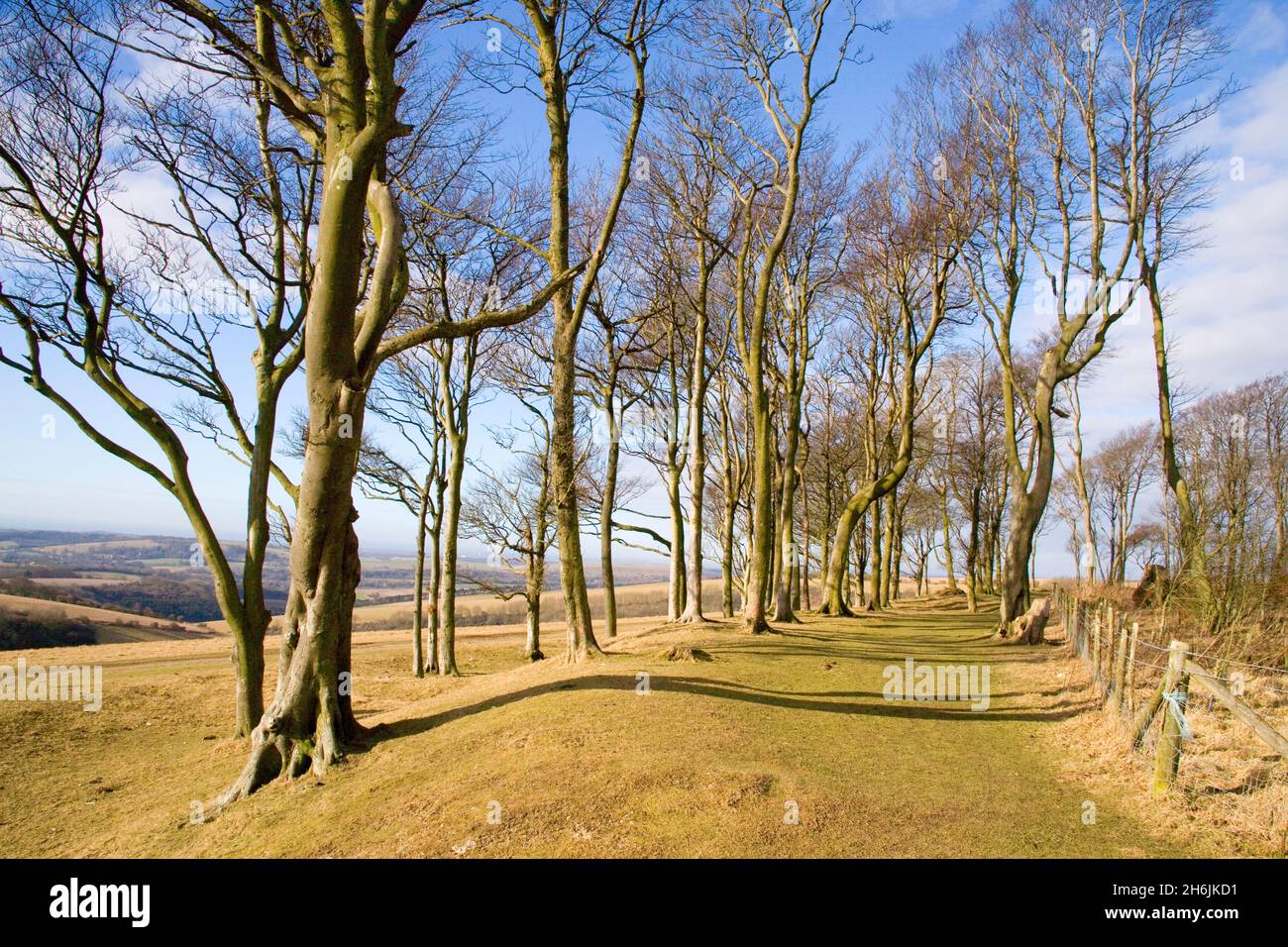trees at chanctonbury ring in winter in west sussex Stock Photo