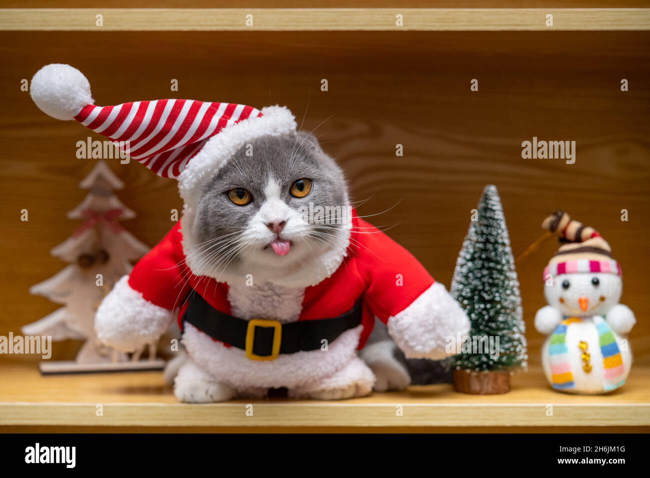 a cute british shorthair cat with a Santa Claus dress on a wood closet  Stock Photo - Alamy