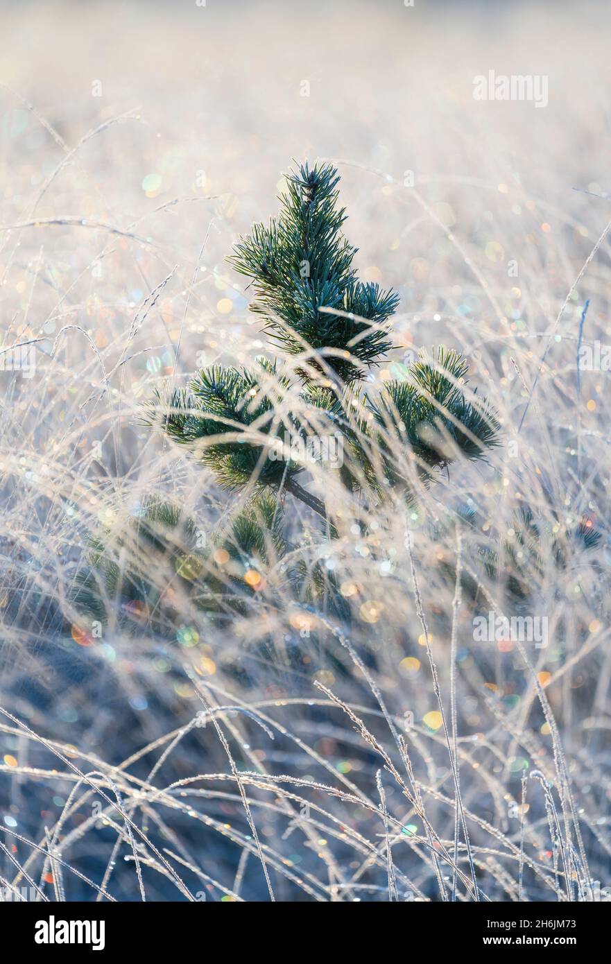 A young pine tree and frozen grass at Strensall Common Nature Reserve in mid-winter, North Yorkshire, England, United Kingdom, Europe Stock Photo