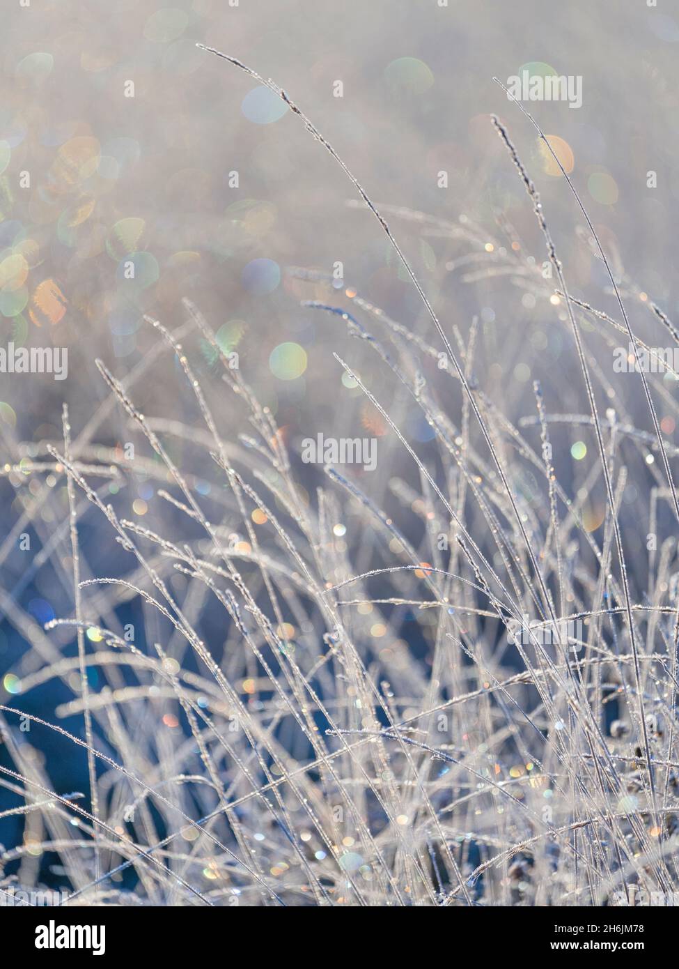 Frozen grass and bokeh light at Strensall Common Nature Reserve in mid-winter, North Yorkshire, England, United Kingdom, Europe Stock Photo