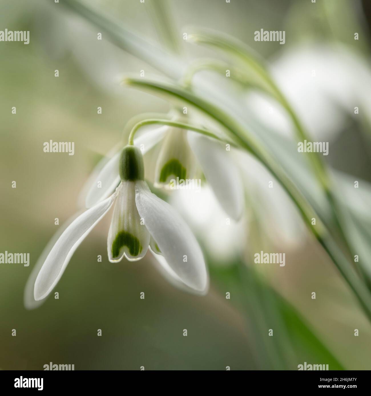 Close-up macro photograph of Snowdrops in North Yorkshire, England, United Kingdom, Europe Stock Photo