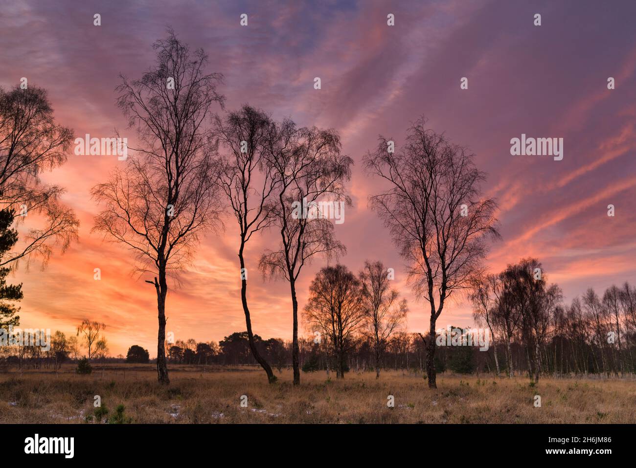 Strensall Common Nature Reserve in mid-winter, North Yorkshire, England, United Kingdom, Europe Stock Photo