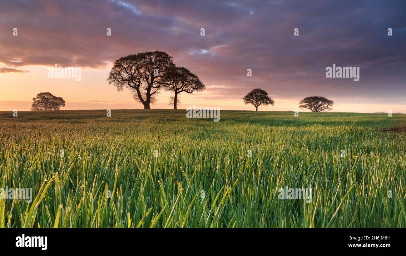 Daybreak over oak trees in a corn field near York, England, United Kingdom, Europe Stock Photo
