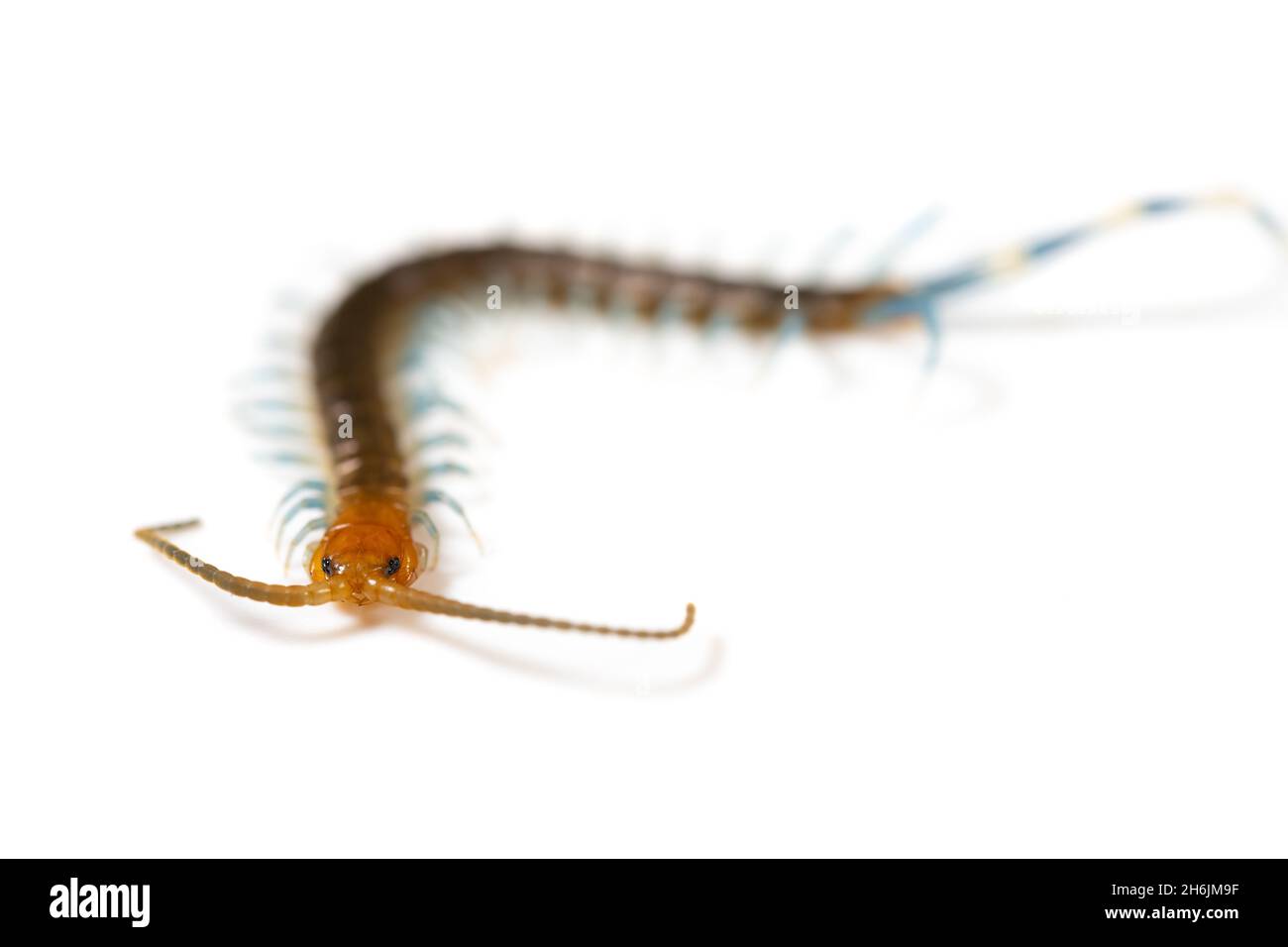 Centipede on a white background Stock Photo