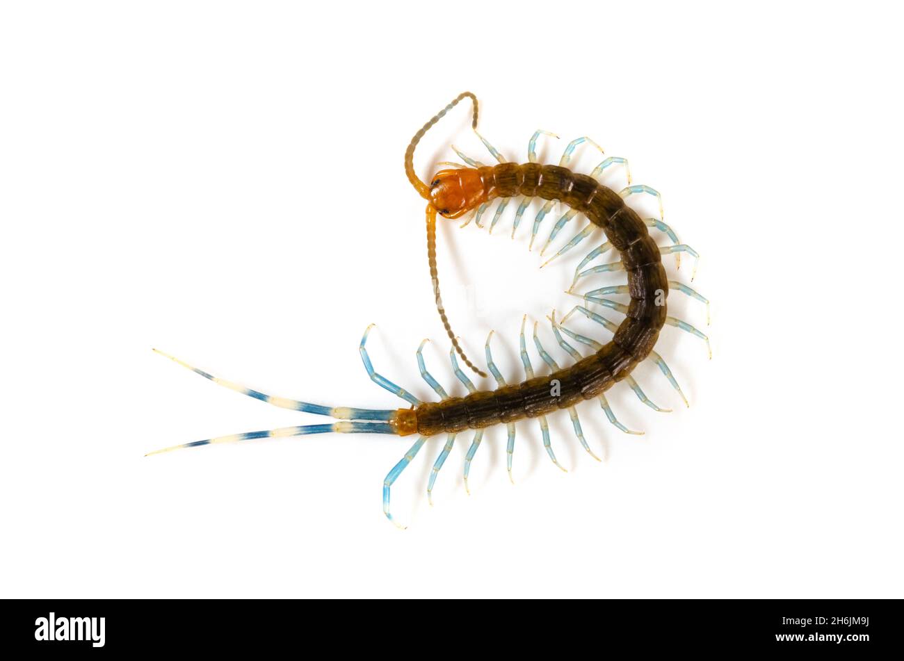 top view centipede on a white background Stock Photo