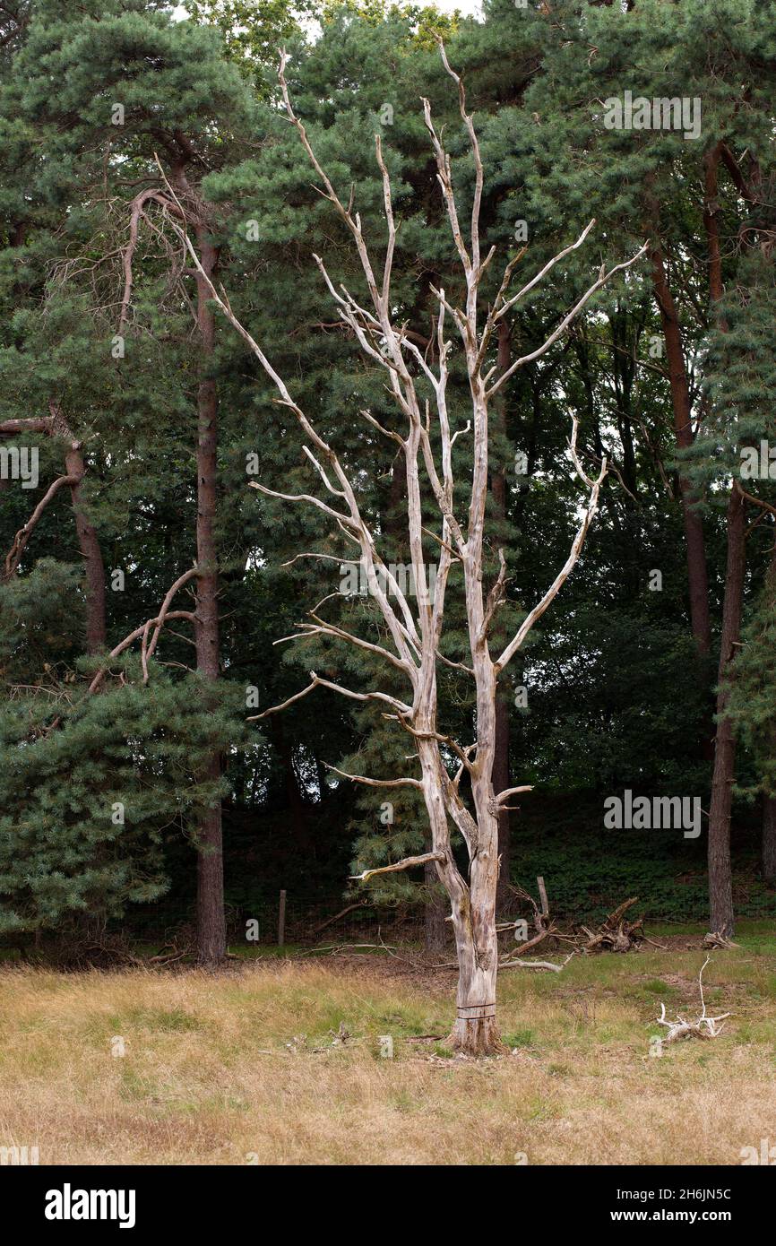 Skeleton of standing tree Stock Photo