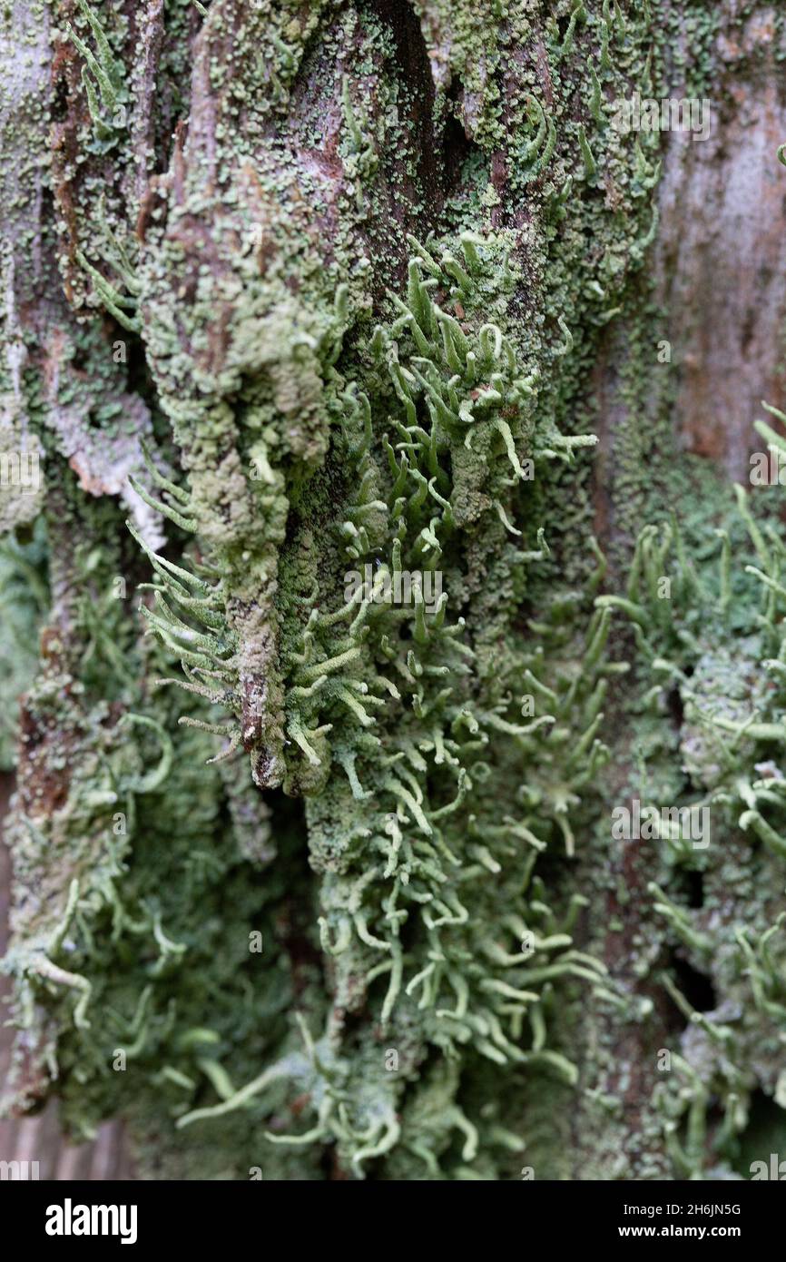 Lichen Common powderhorn (Cladonia coniocraea) on stump of tree Stock Photo