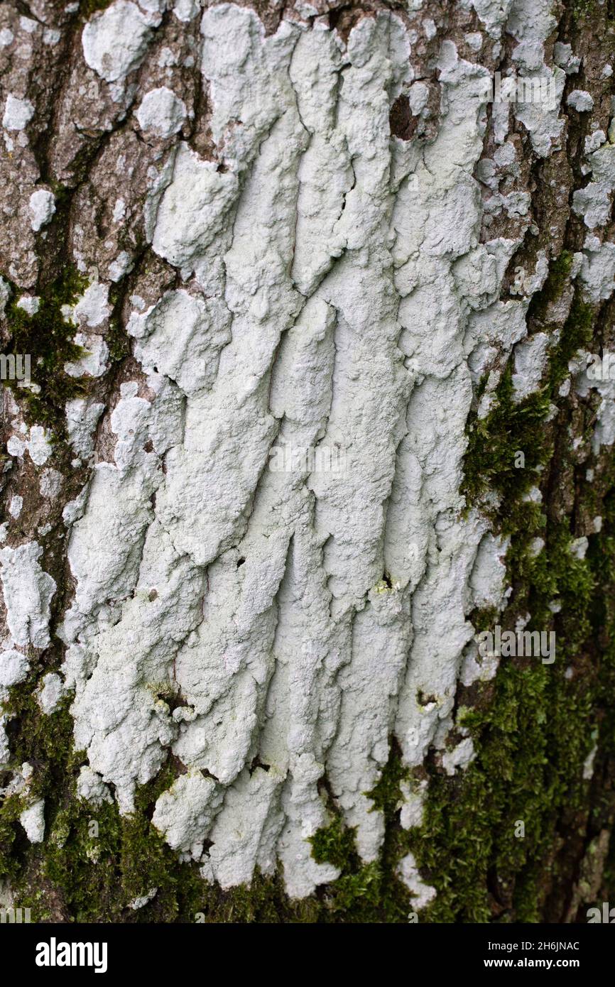 Lichen Haematomma ochroleucum on bark of oak tree Stock Photo