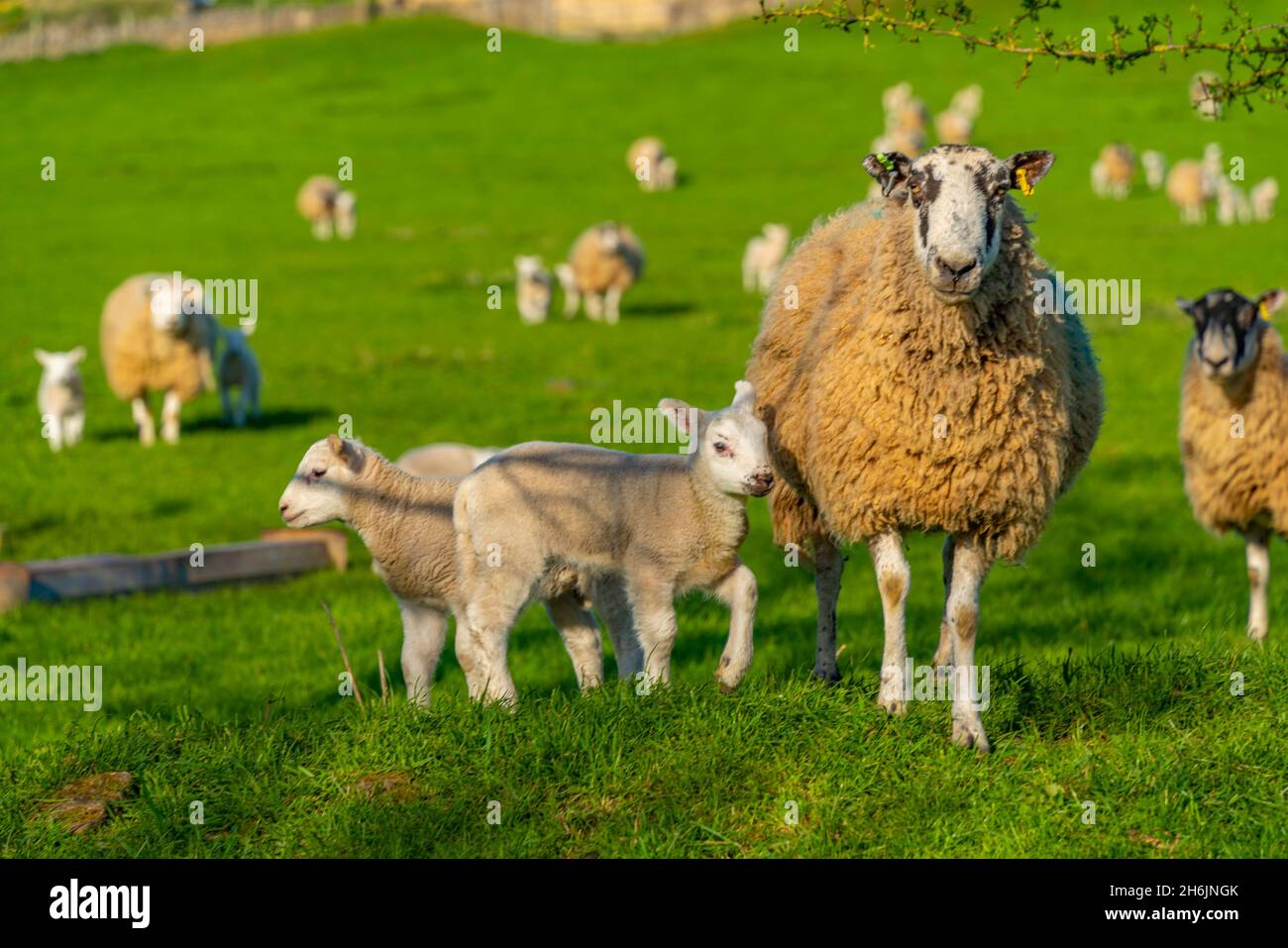 View of sheep and spring lambs in Elmton Village, Bolsover ...