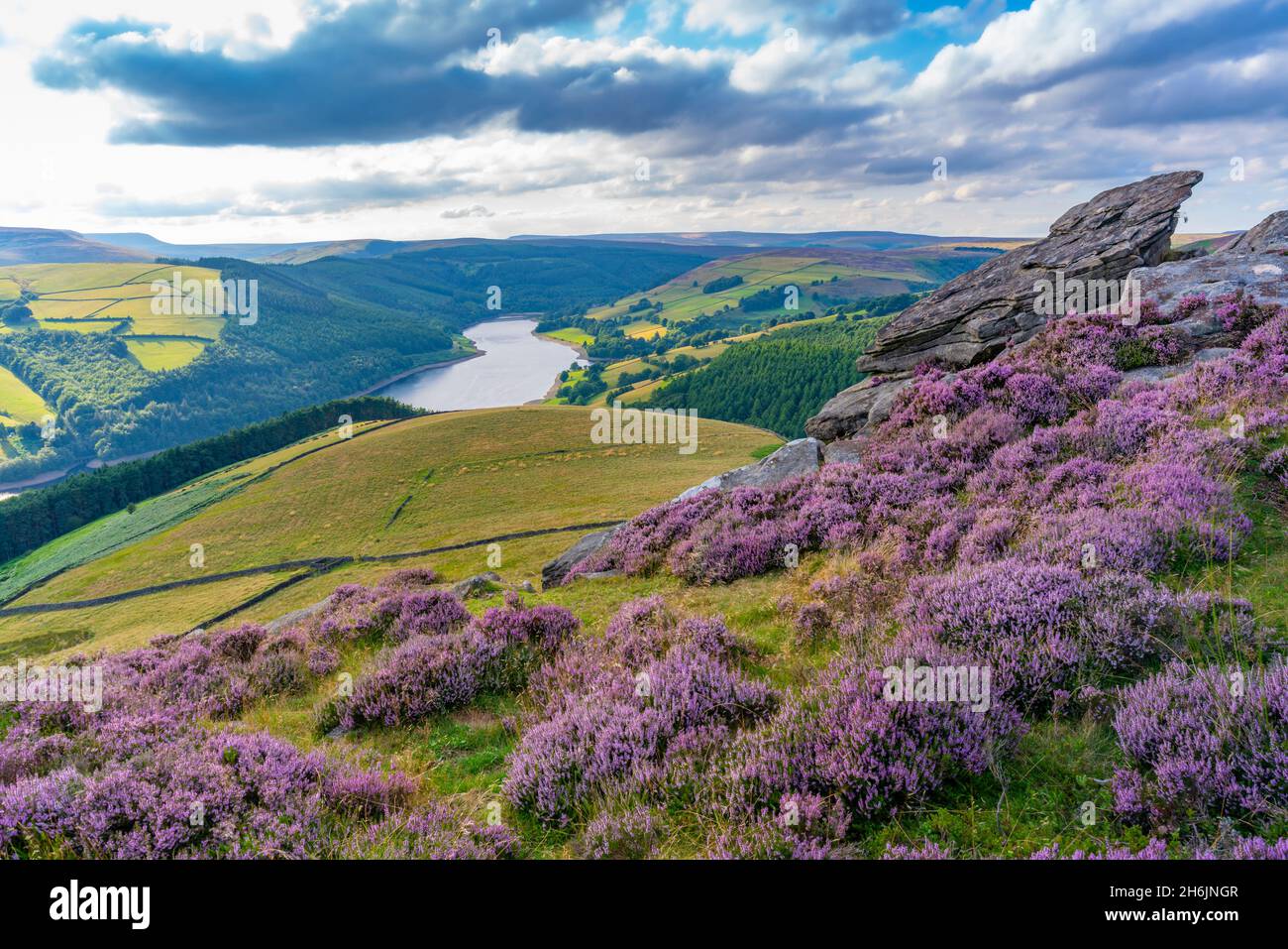 View of Ladybower Reservoir and flowering purple heather on Derwent Edge, Peak District National Park, Derbyshire, England, United Kingdom, Europe Stock Photo
