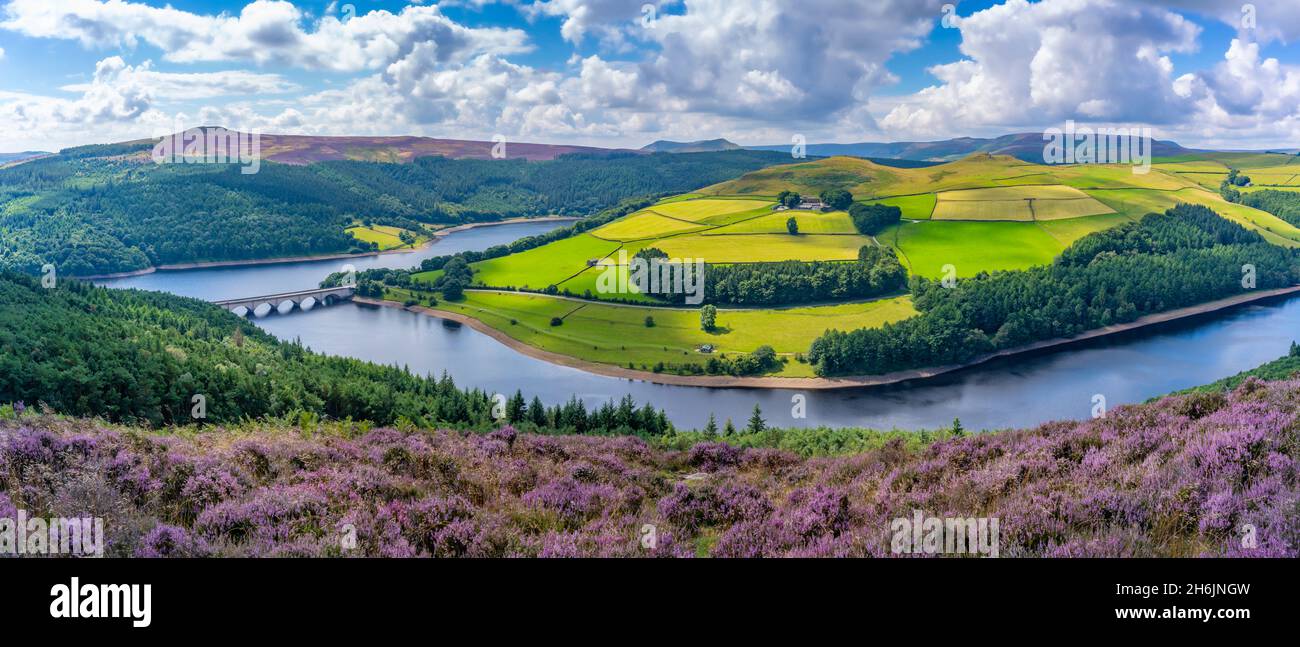 View of Ladybower Reservoir and flowering purple heather, Peak District National Park, Derbyshire, England, United Kingdom, Europe Stock Photo
