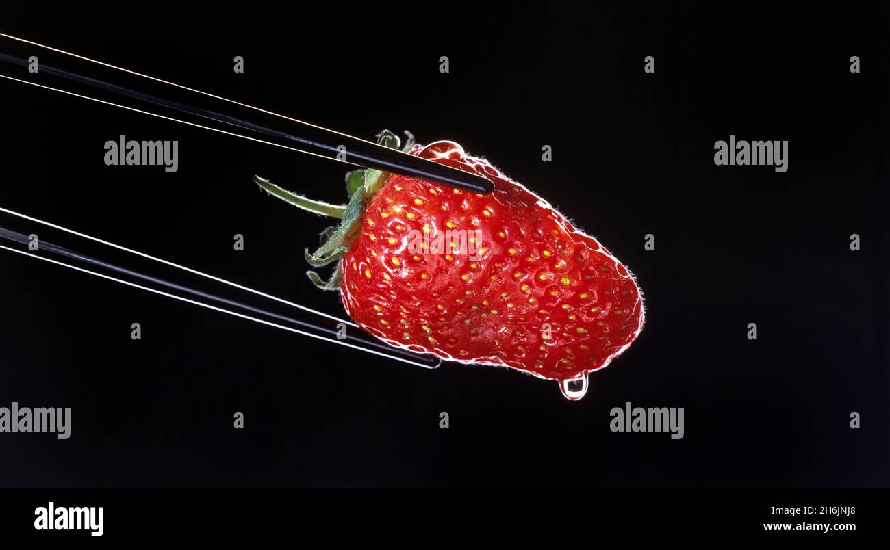 Red Strawberry held by two black chopsticks on black background rim lit with dewdrop pits & seeds peduncle calyx epicalyx leaves exocarp copy space Stock Photo