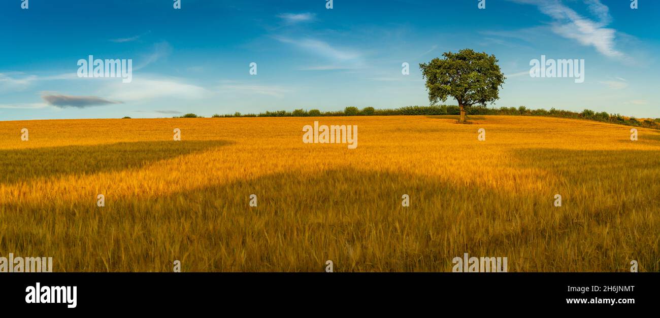 Field of golden barley and single tree, Glapwell, Chesterfield, Derbyshire, England, United Kingdom, Europe Stock Photo