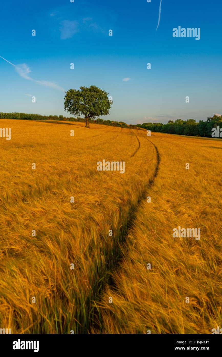 Field of golden barley and single tree, Glapwell, Chesterfield, Derbyshire, England, United Kingdom, Europe Stock Photo